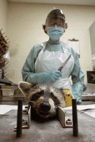 Terrierman's Daily Dose: Raccoons, Rabies & Decapitation