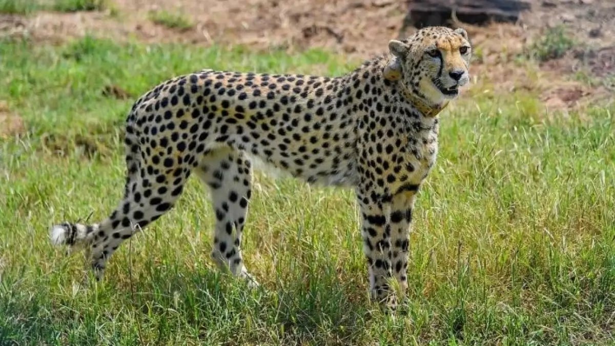 A Cheetah at Madhya Pradeshs Kuno National Park