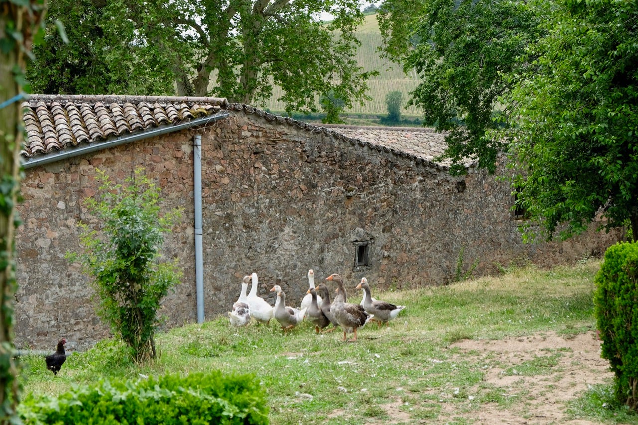 Geese and poultry reduce the insect population at Château de Poncié