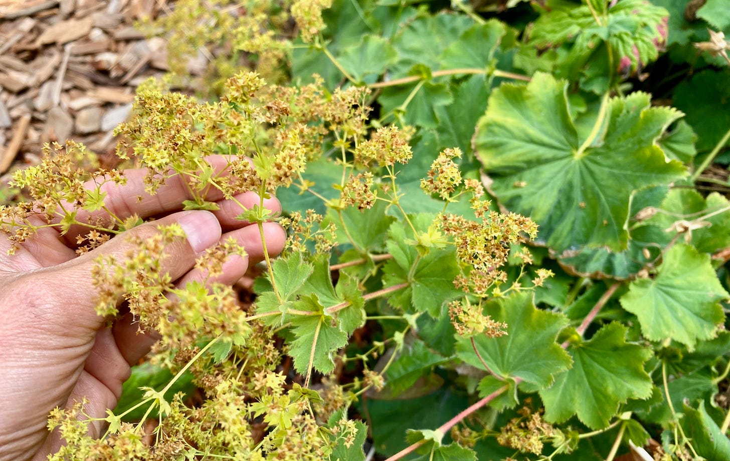 hand holding lady's mantle plant.