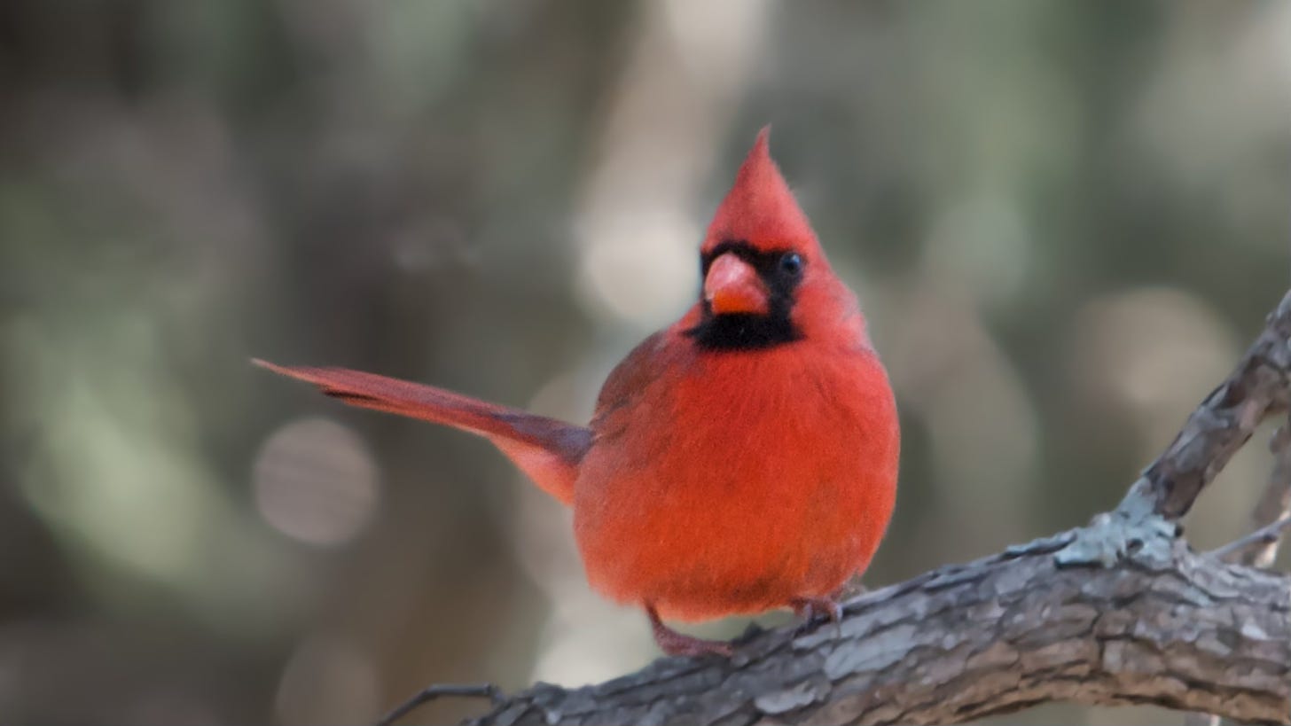 A male cardinal perches in a dapple forest.
