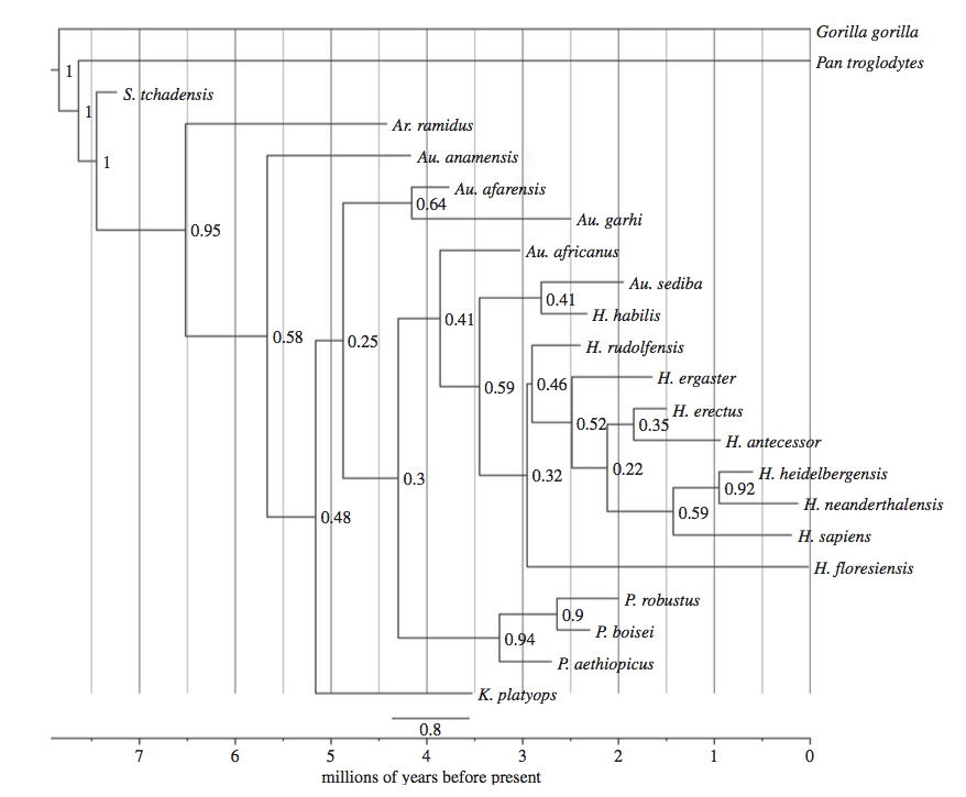 Phylogeny for hominins after Dembo et al. 2015 Phylogeny for hominins after Dembo et al. 2015