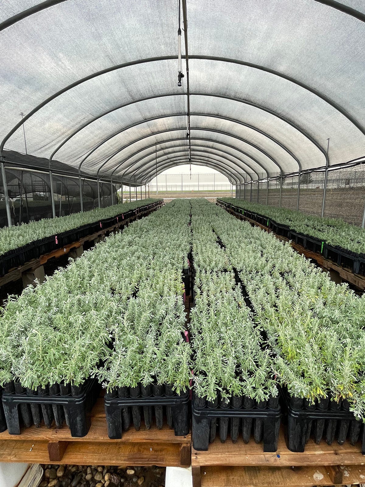 Long rows of sagebrush starts in a greenhouse, the razor-wired fences of a prison in the background.