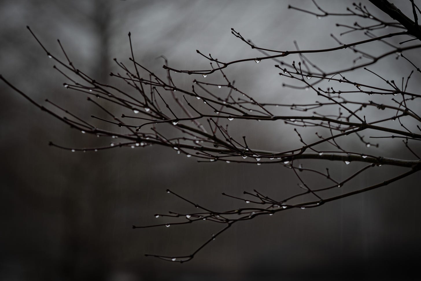 A sectron of bare branches dripping with morning dew with a blurred background