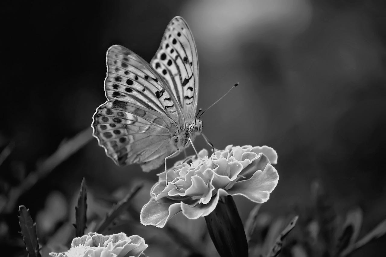 Butterfly,black and white,insect,close up,nature - free image from  needpix.com