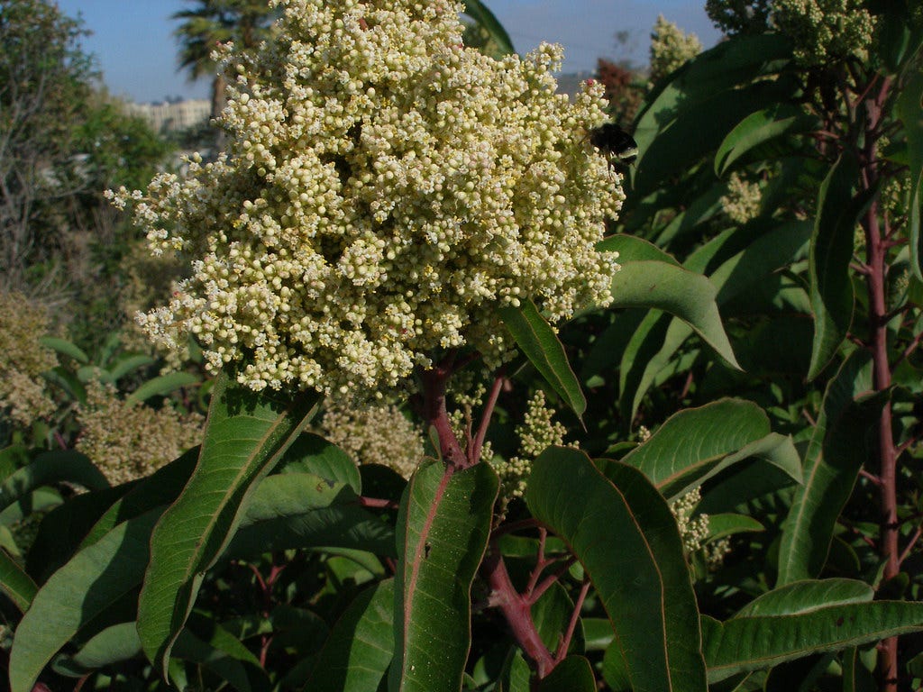 Atuno'nar (Laurel Sumac)