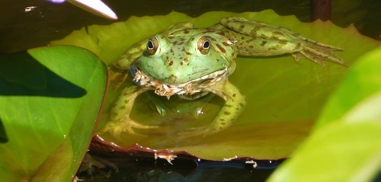 A frog sitting on a lily pad in a pond