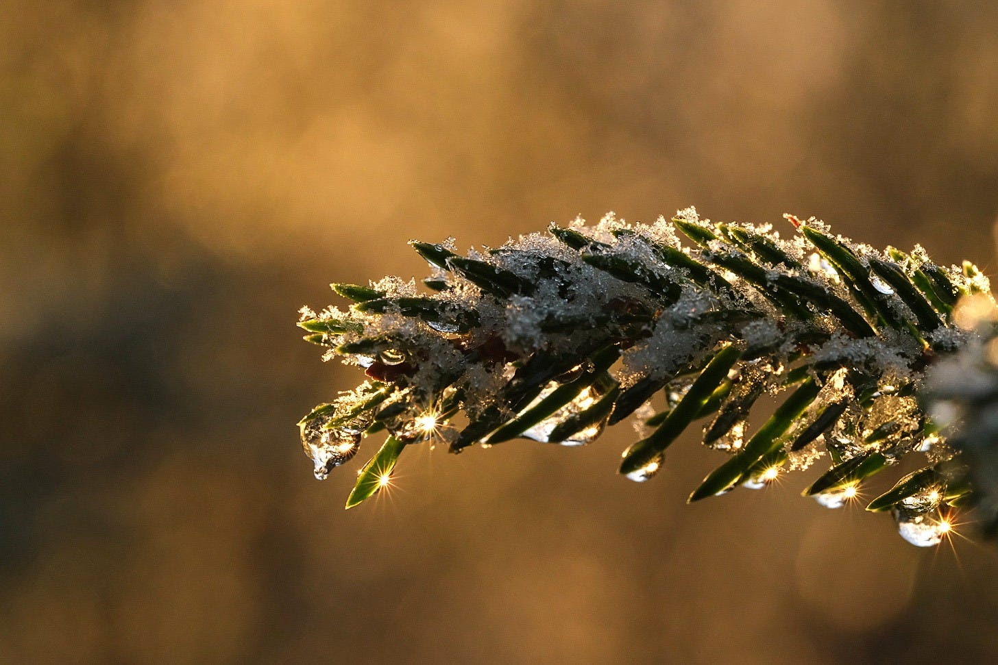 Frozen water droplets on a spruce branch sparkle as the sun rises