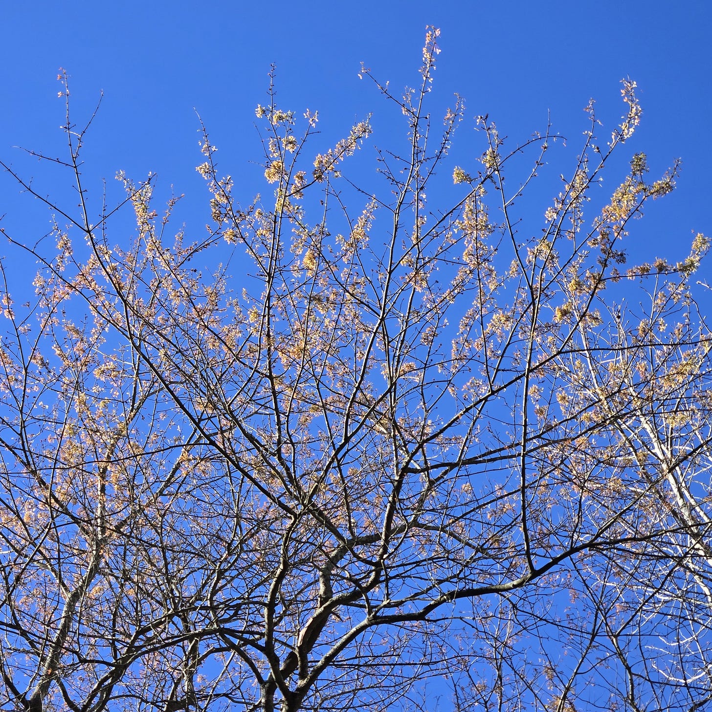 Golden maple seeds cluster on branches against a deep blue sky Golden maple seeds cluster on branches against a deep blue sky