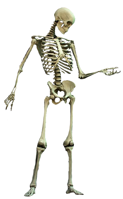 skeleton png