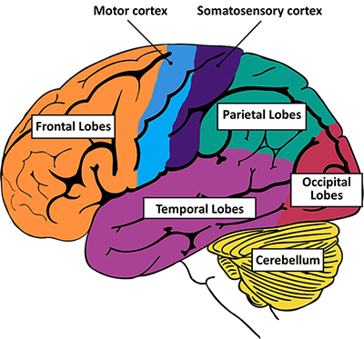 Brain Basics: Know Your Brain | National Institute of ...