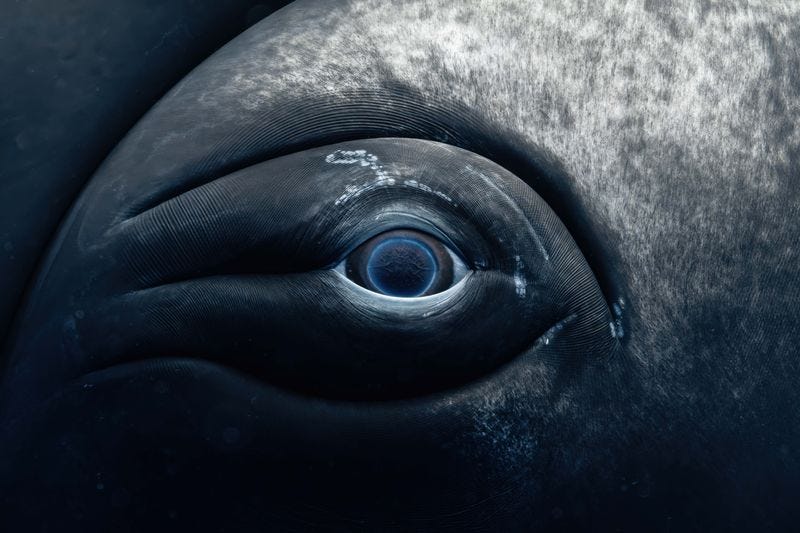 Incredible underwater image of a humpback whale eye showing the blue rings and the surrounding skin of her head.