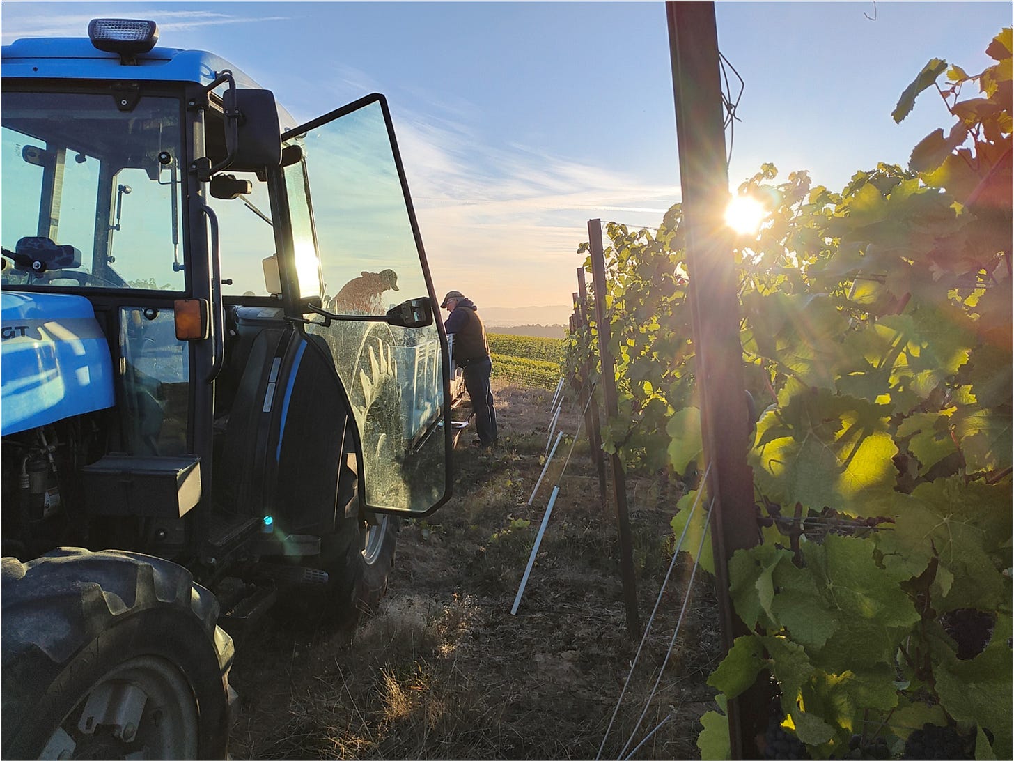 Harvest morning quality control, Vintage 2024 at Amalie Robert Estate.