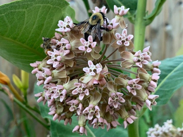 image of a milkweed blossom with bees on it.