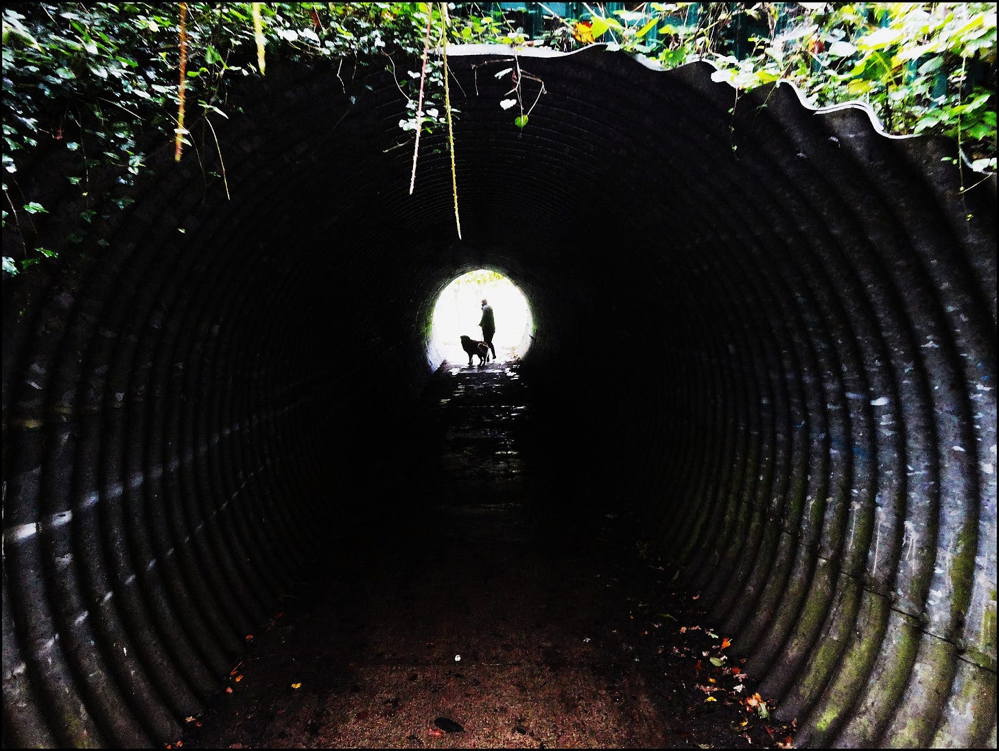 Through a drainage tunnel, a person and their dog can be seen. The tunnel is dark but near the viewer plants are visible.