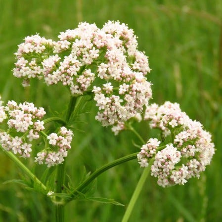 Anise (Pimpinella Anisum) Seeds for Planting | Everwilde Farms