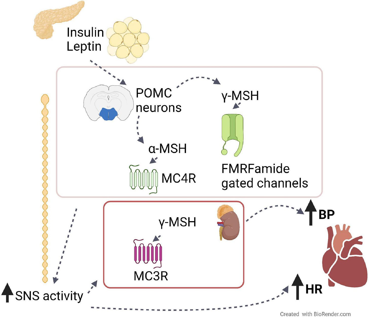 Frontiers | Role of the Melanocortin System in the Central Regulation of  Cardiovascular Functions