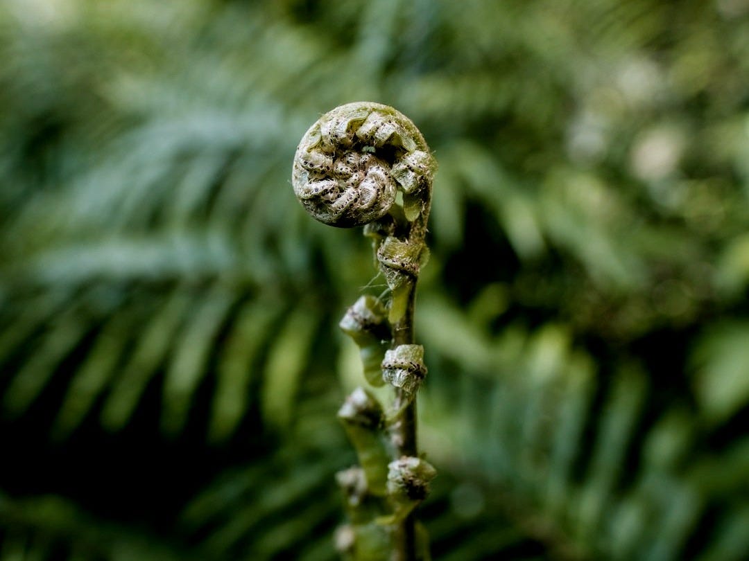 selective photography of green fern selective photography of green fern