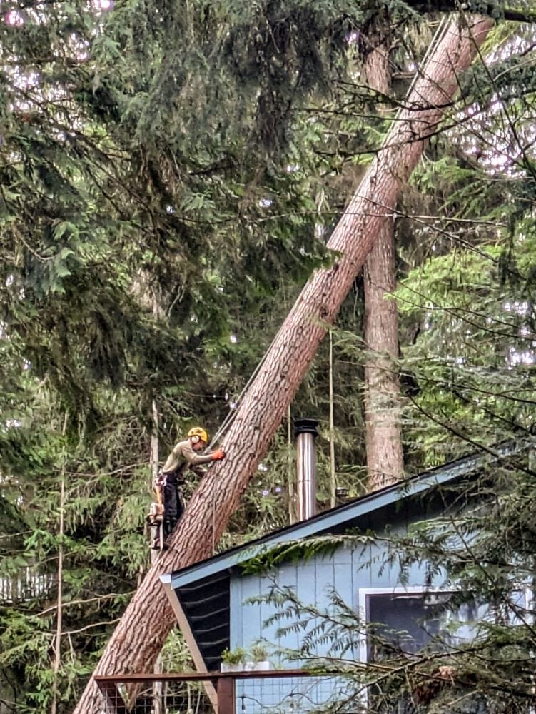 The same leaning tree, with an arborist climbing up the trunk