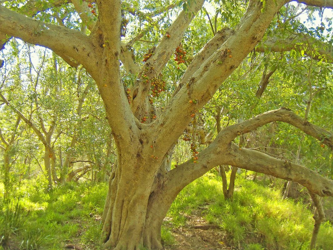 Ficus racemosa [Cluster Fig - Trunk & Fruit - ATLAS].jpeg