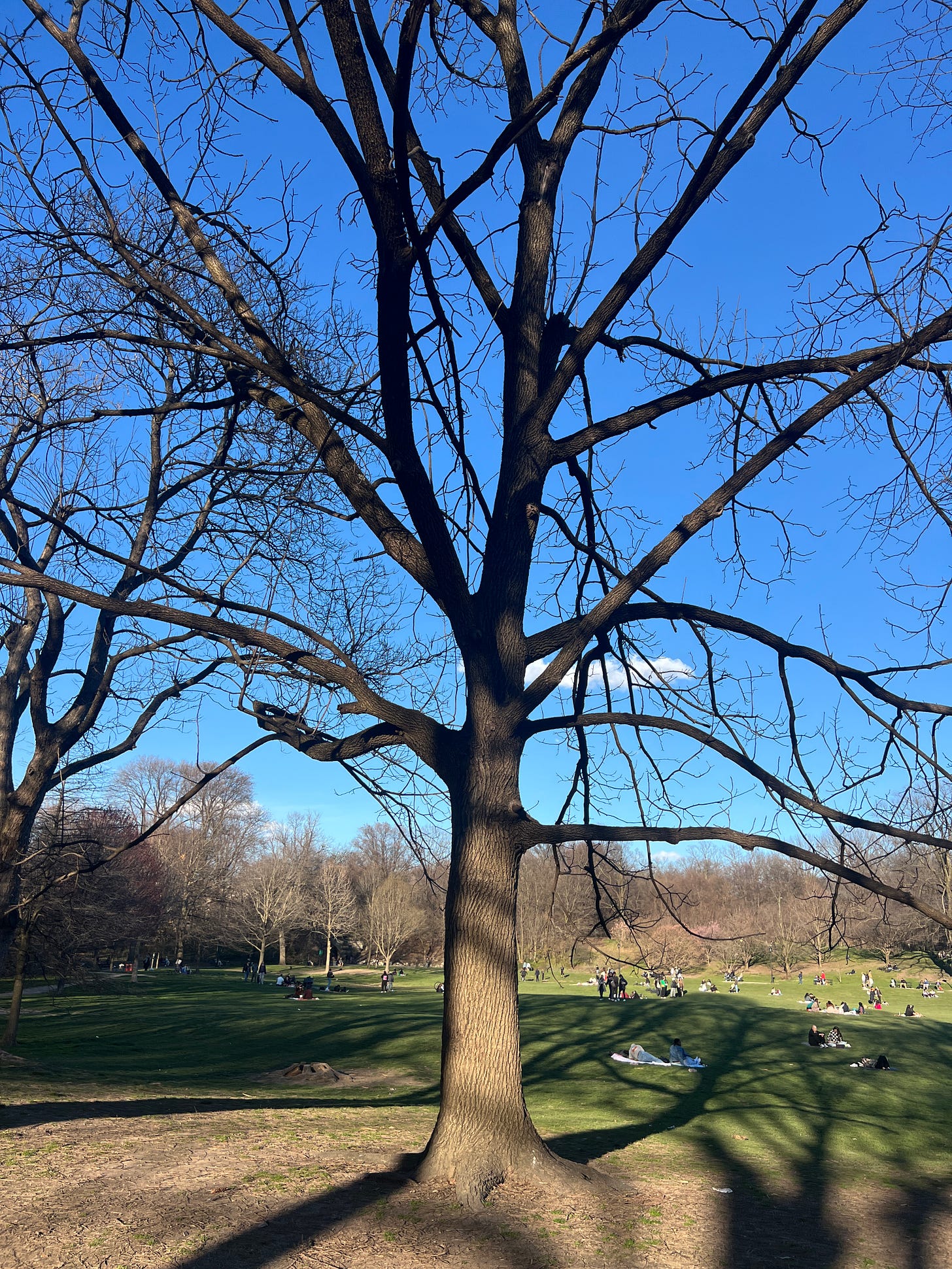 A leafless tree at the park late winter