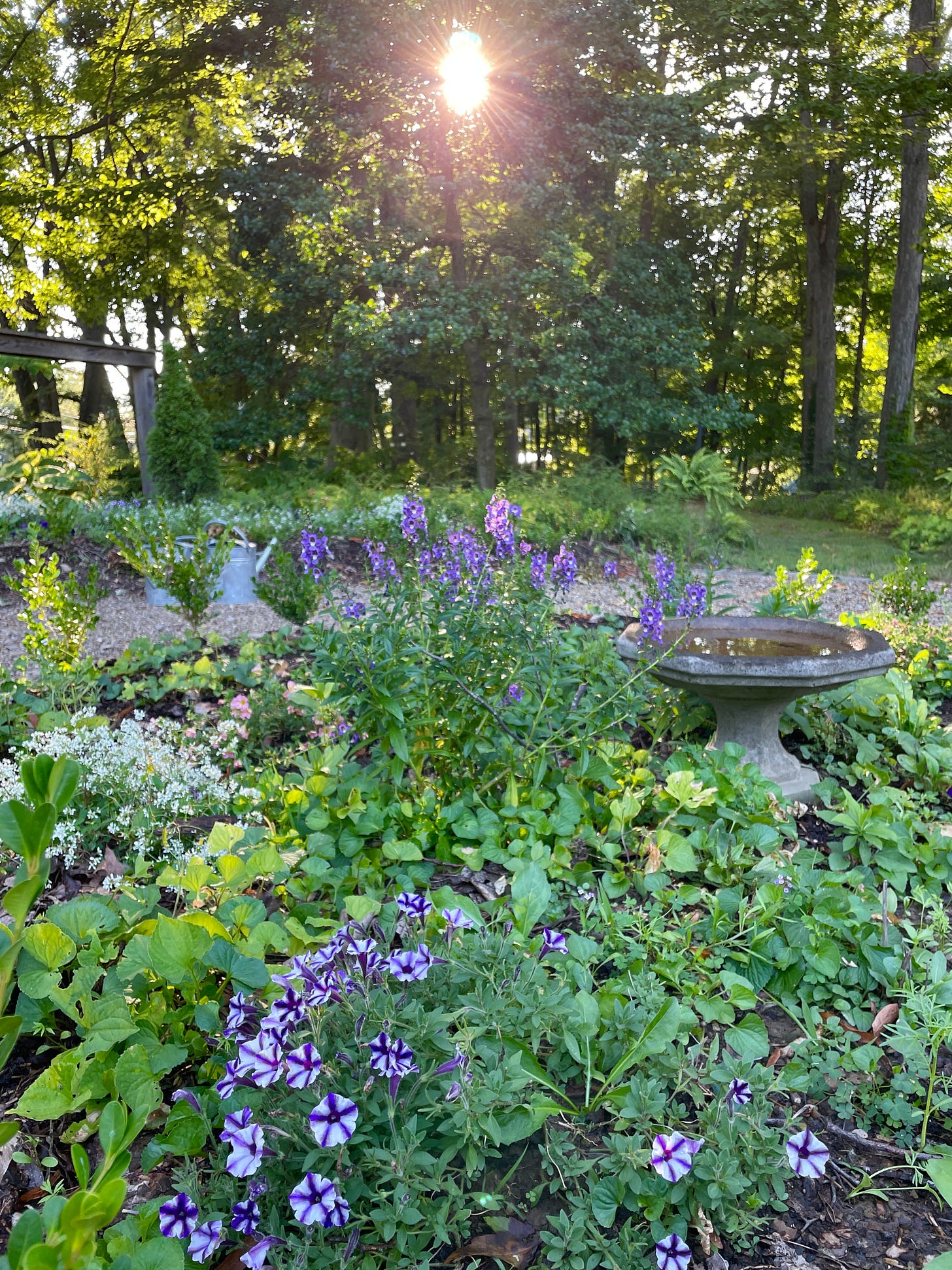 Angelonia, Petunias and Euphorbias in the Entry beds this month, along with some hardy annuals seeds that are just starting to get going. 