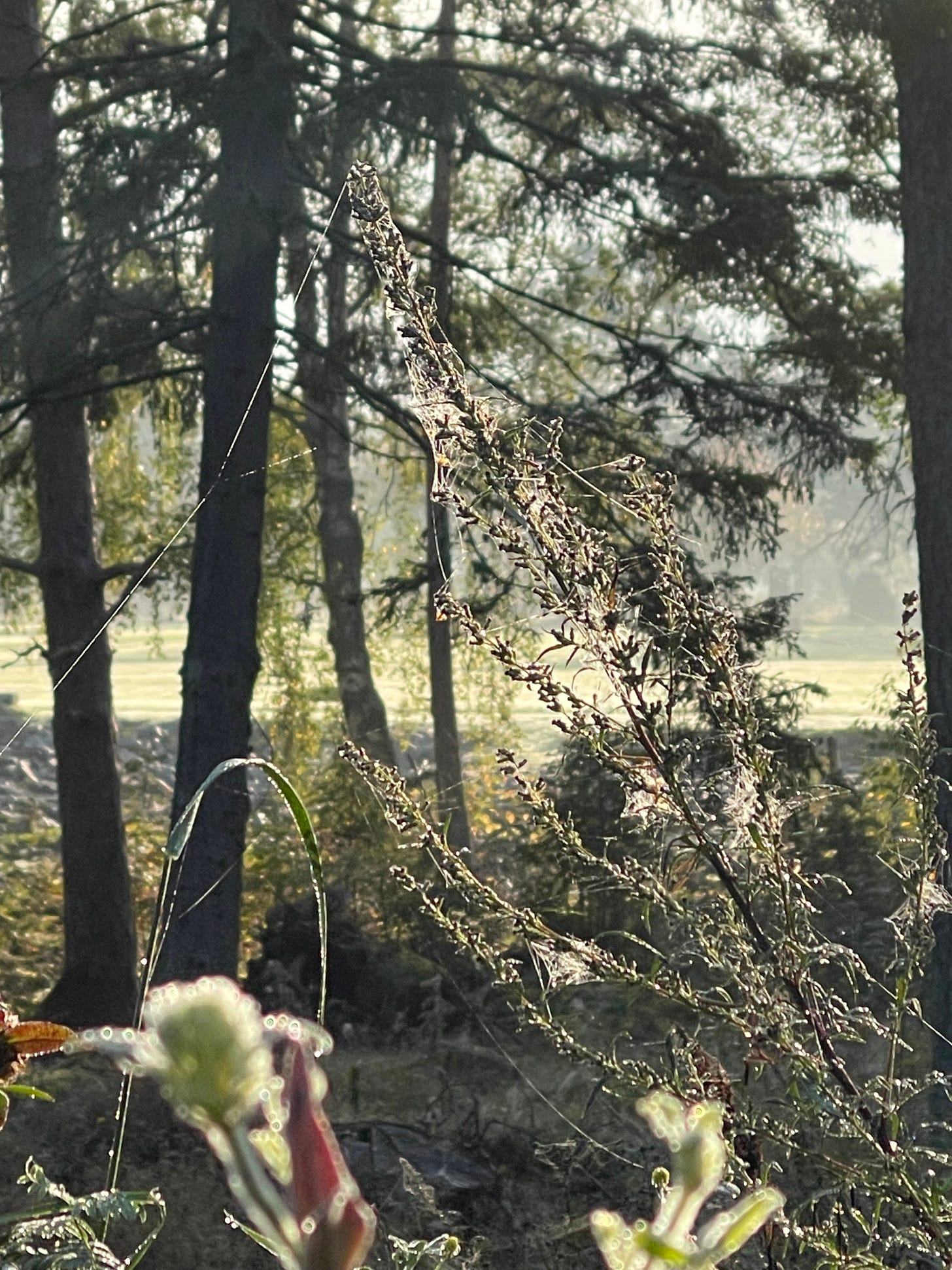Foreground: a bush with small meaves covered in wispy webs highlighted by droplets of water in the sun shining from behind. Background: tall pine trees with sunlight streaming through.