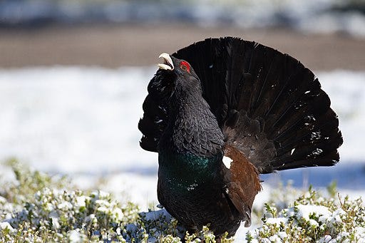 Gallo cedrone maschio (Tetrao urogallus) durante il corteggiamento, con la coda aperta a ventaglio e il becco aperto, in un paesaggio innevato. Gallo cedrone maschio (Tetrao urogallus) durante il corteggiamento, con la coda aperta a ventaglio e il becco aperto, in un paesaggio innevato.