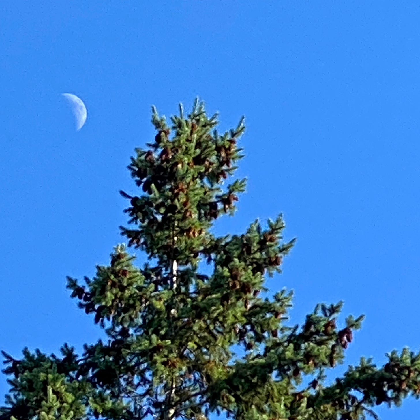 A waxing moon near a tree