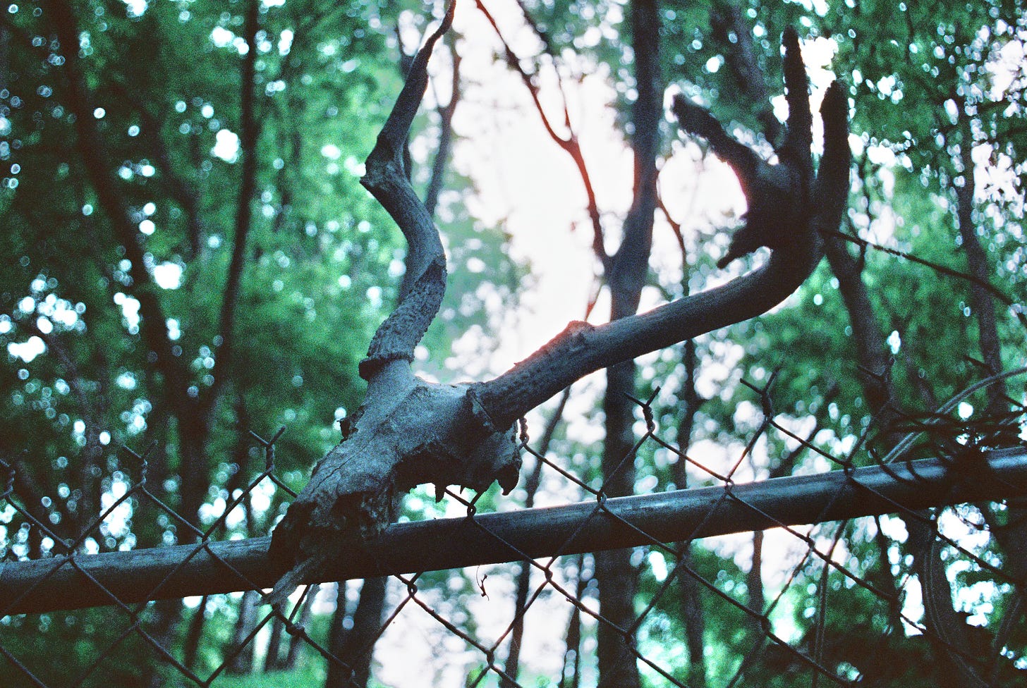 Deer skull atop chainlink fence with trees in background