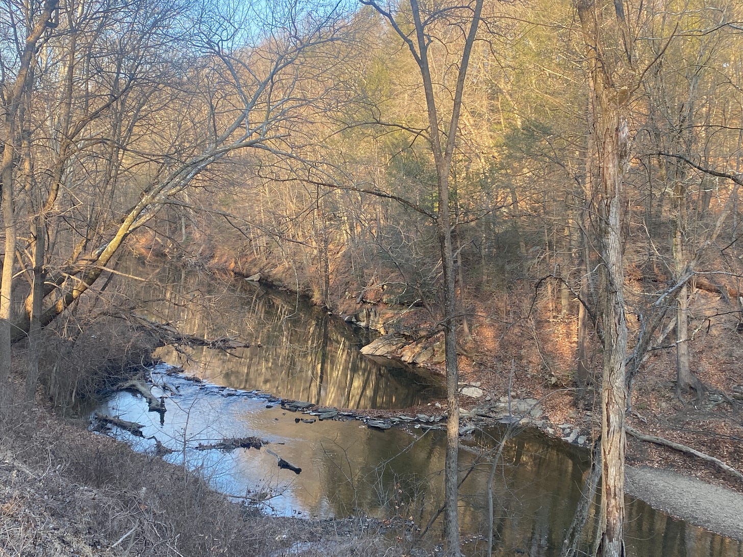 a forest of trees overlooking a stream