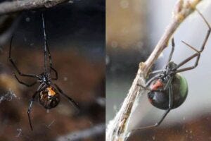 Black widow spiders have earned a fearsome reputation for their venomous bite. But in parts of the southern United States these spiders have much to fear themselves—from spider relatives who really don't like their company. In the past couple decades, researchers have noticed black widow spiders (adult female shown at right) commonly being displaced by the brown widow (adult female at left), a fellow species in the same genus, Latrodectus. But new research suggests this isn't a just simple case of one species winning the competition for food or habitat. Instead, a study shows brown widow spiders have a striking propensity to seek out and kill nearby black widows. (Note: Images are not shown to matching scale and thus do not reflect relative sizes of the two spiders.)