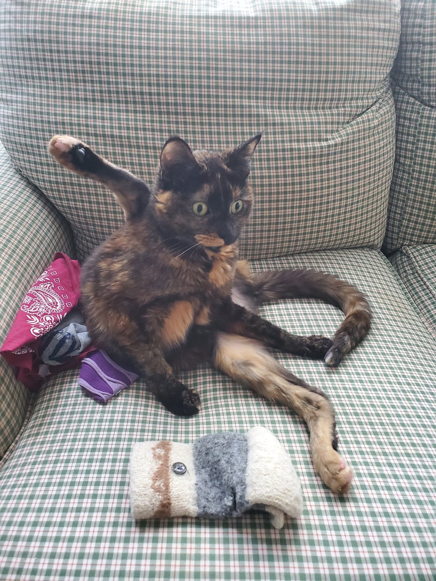A small tortoiseshell cat sits on a checkered couch surrounded by stray gloves and socks, with one of her paws up in the air behind her. She is staring wide-eyed into the void.