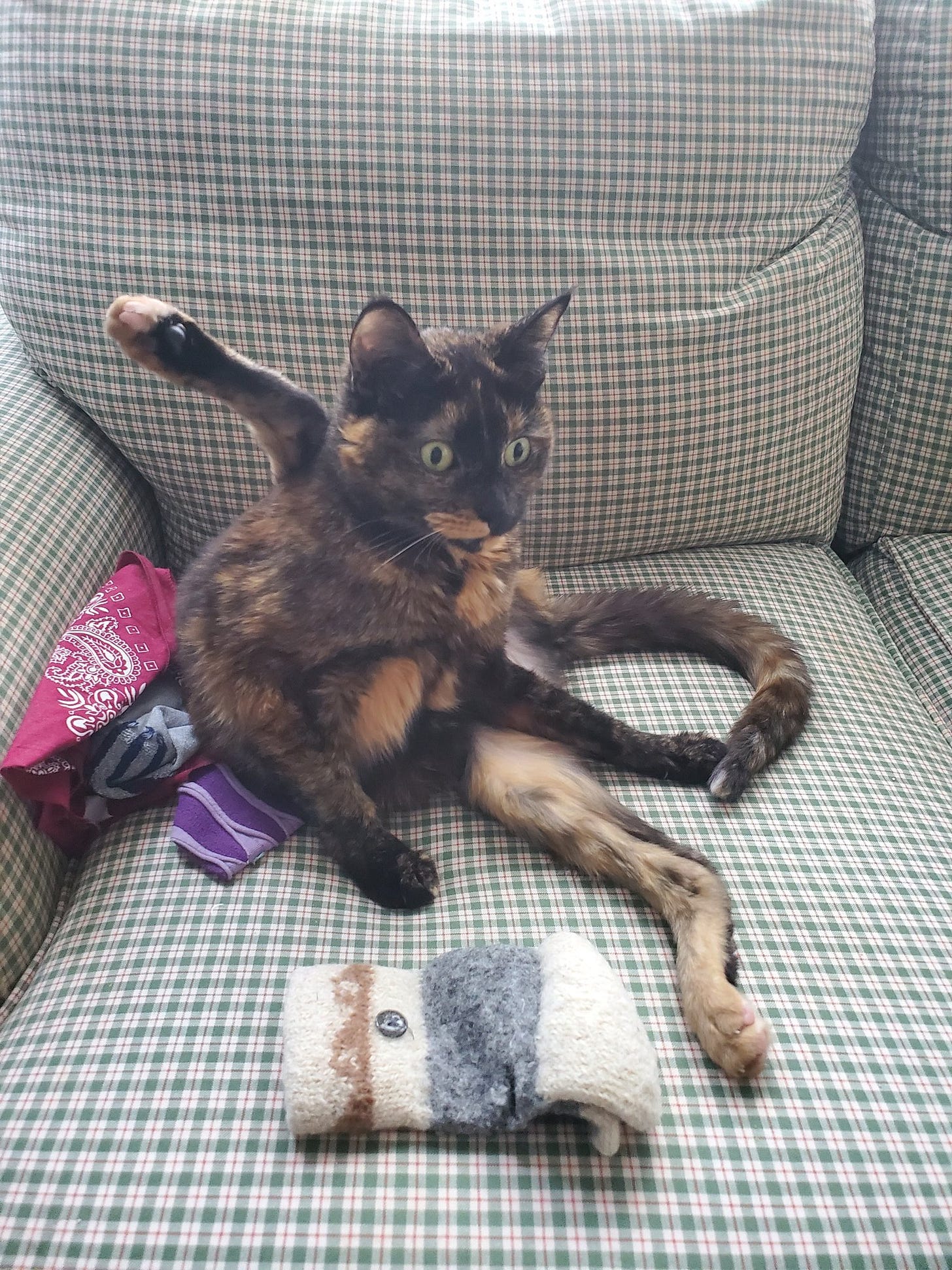 A small tortoiseshell cat sits on a checkered couch surrounded by stray gloves and socks, with one of her paws up in the air behind her. She is staring wide-eyed into the void.