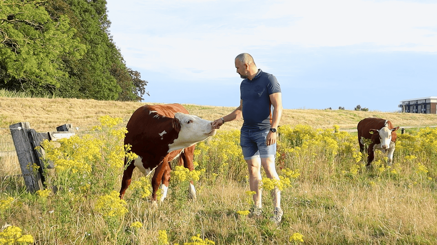 Eigenaar Vlees van Ons met Hereford rund