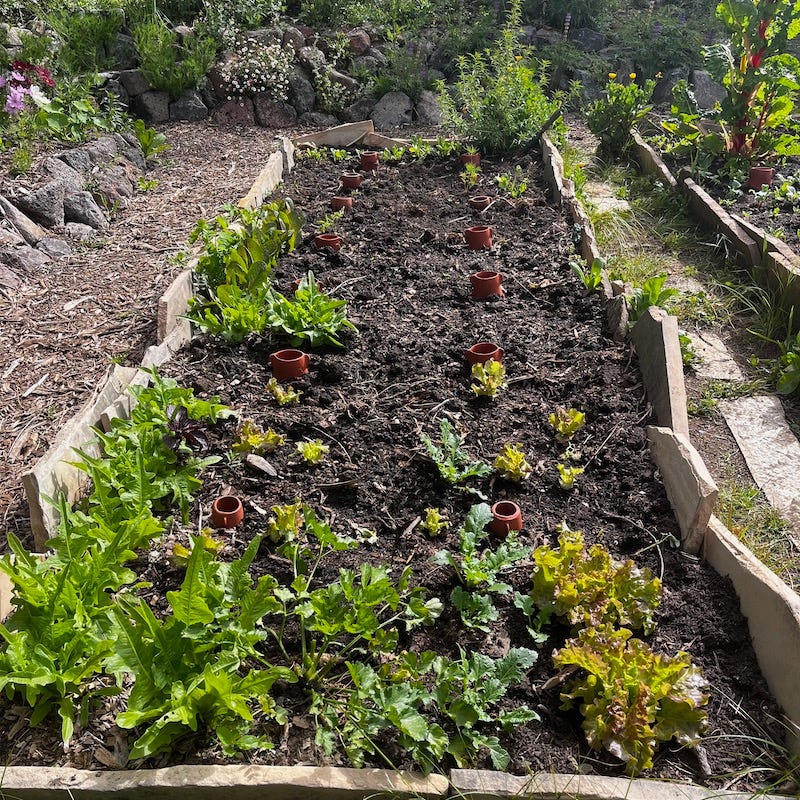 Long narrow vegetable bed with the terracotta tops of ollas peeking above the soil line.