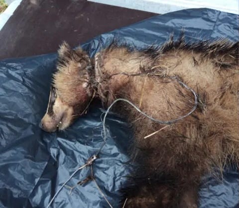 badger caught in snare