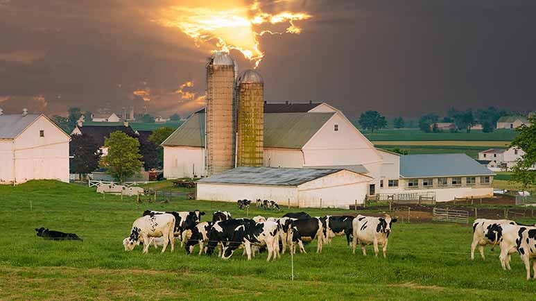 big win for amish farmer