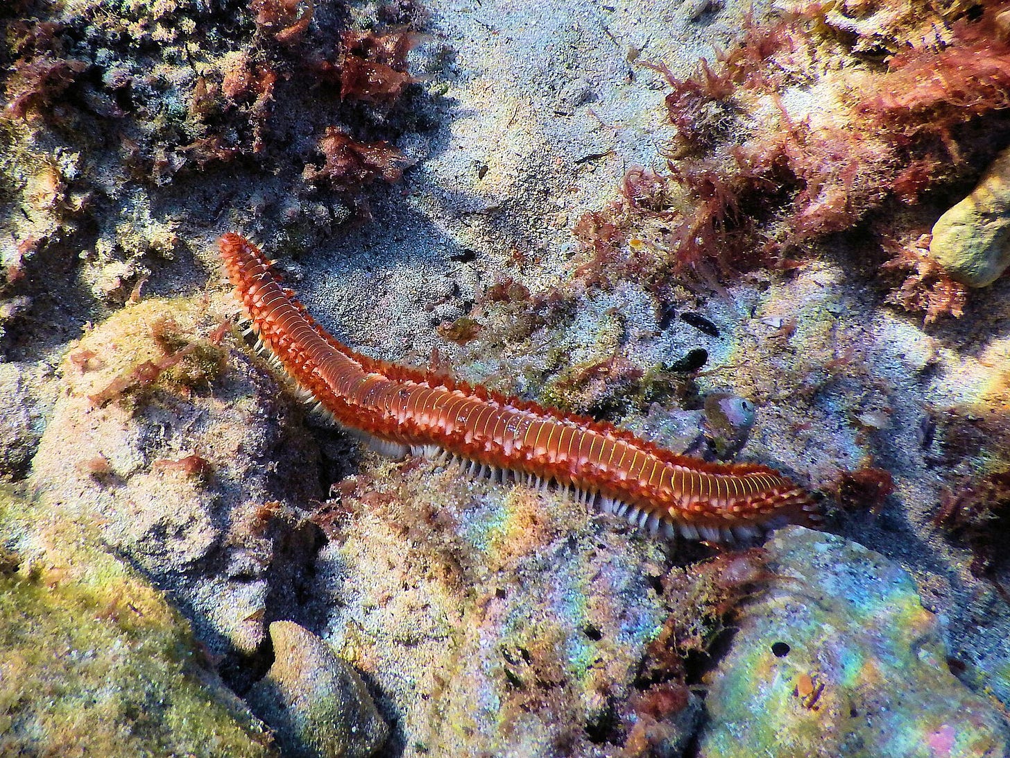 Vermocane (Hermodice carunculata) ripreso a Lido Gandoli, Marina di Leporano (TA)