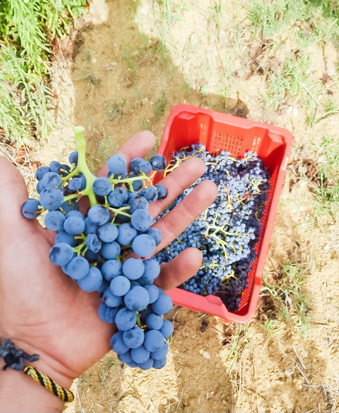 Cannonau harvest