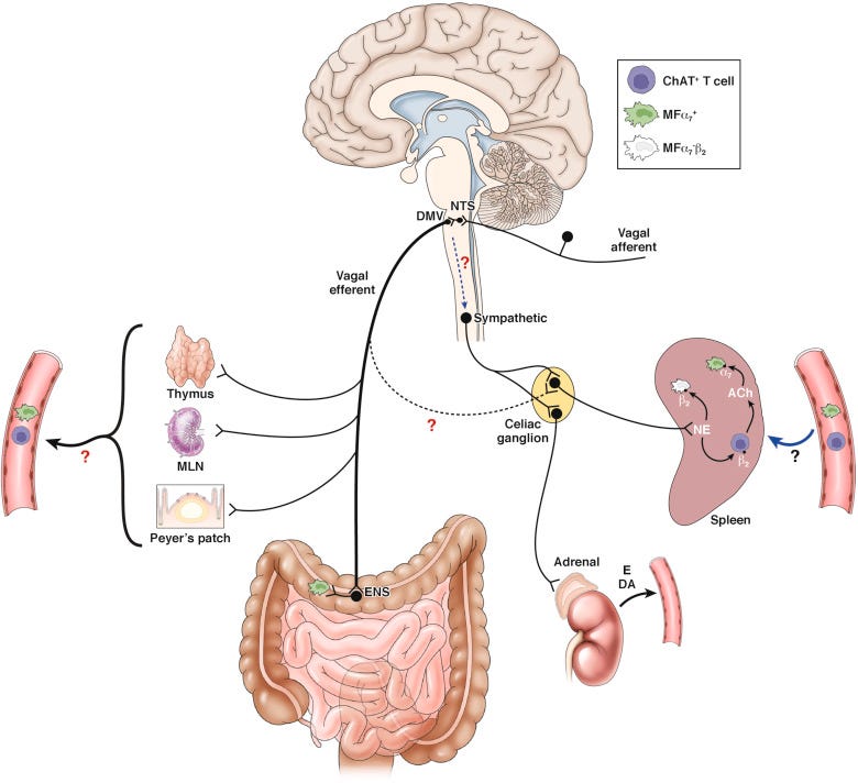 The Vagus Nerve in Appetite Regulation, Mood, and Intestinal Inflammation -  ScienceDirect