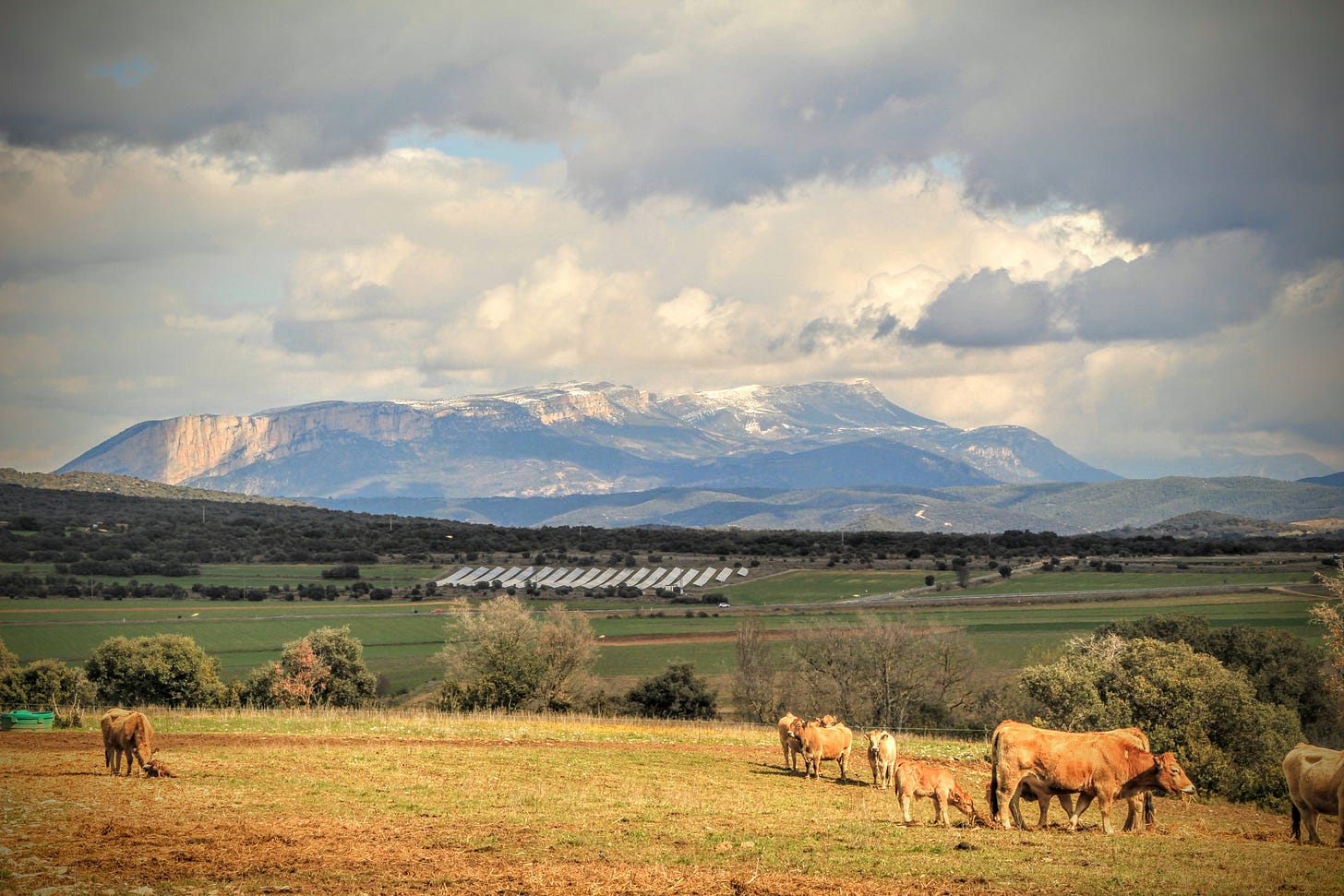 Vaques pasturant a prop Mas Blanc (o Mas Bllanc), a la gran plana del pòlie de Purroi, o pòlie de Saganta. Al fons el Montsec d’Ares, el Montsec de Rúbies (o de Meià) i el dom de Sant Mamet enfarinats. Benavarri, Ribagorça d’Osca. Aragó