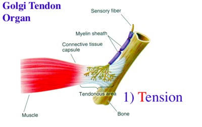 The golgi tendon organ is a key component of PNF stretching