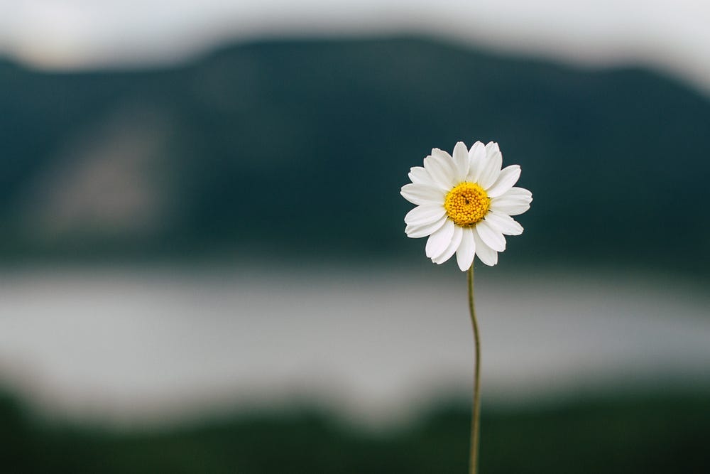 One daisy in close-up, blurry background