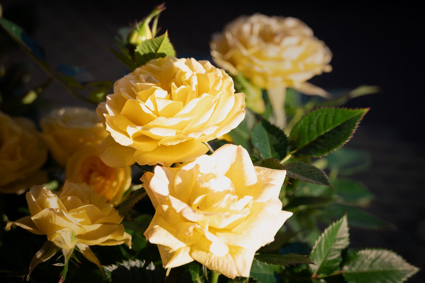 Yellow mini-rose blossoms with the sun shining on two against a blurred and darkened background