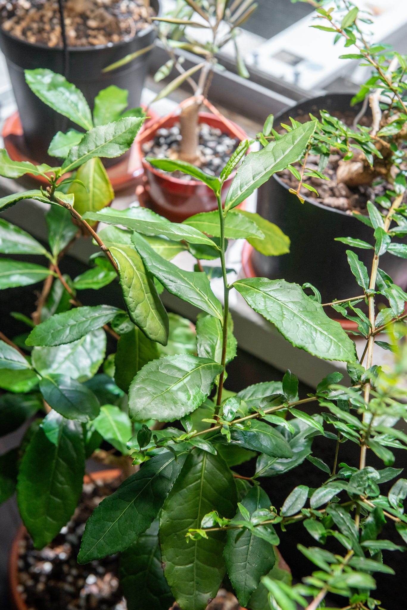 ID: Subtropical bonsai grow room