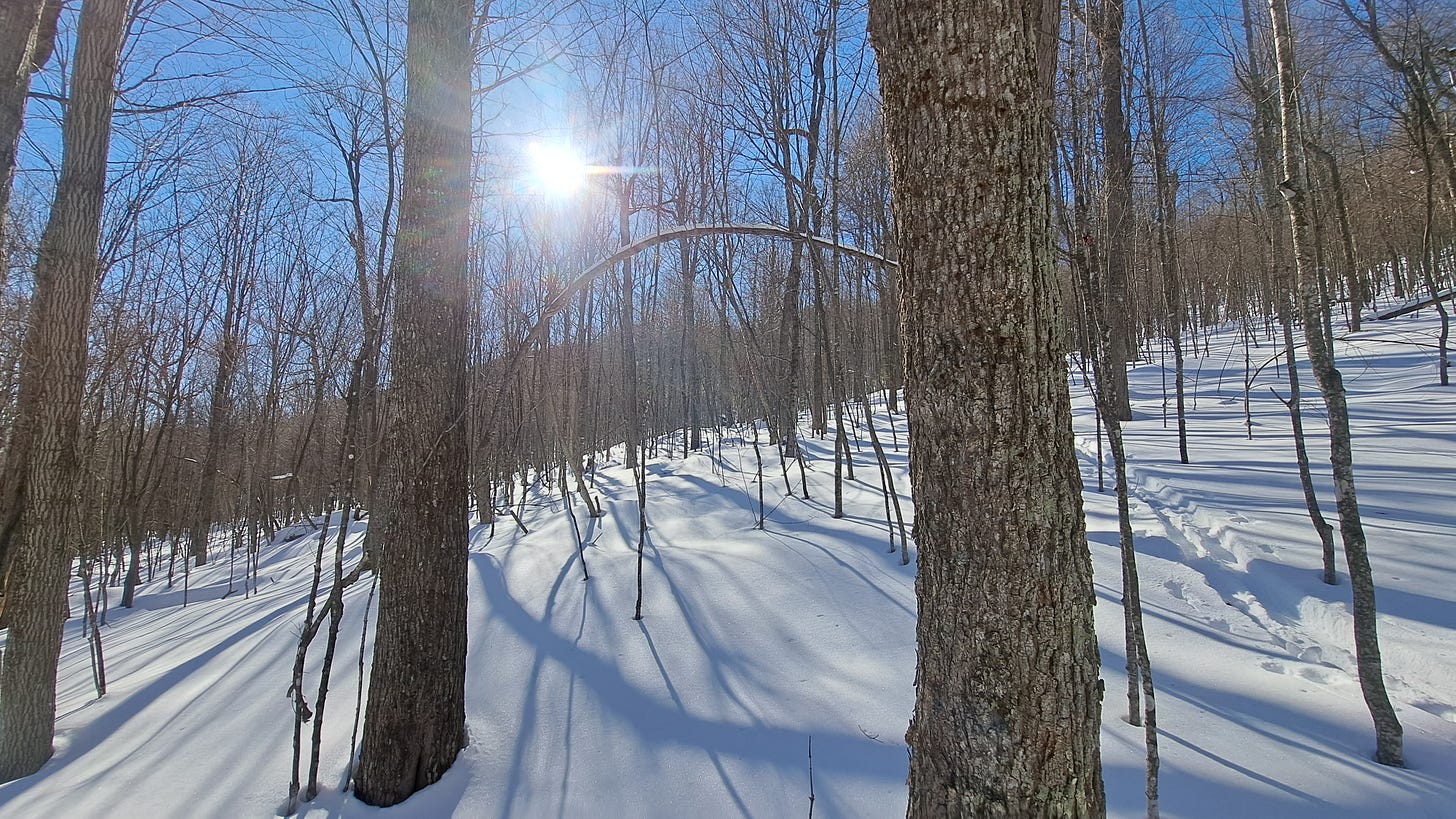 The sun shines through an open hardwood forest