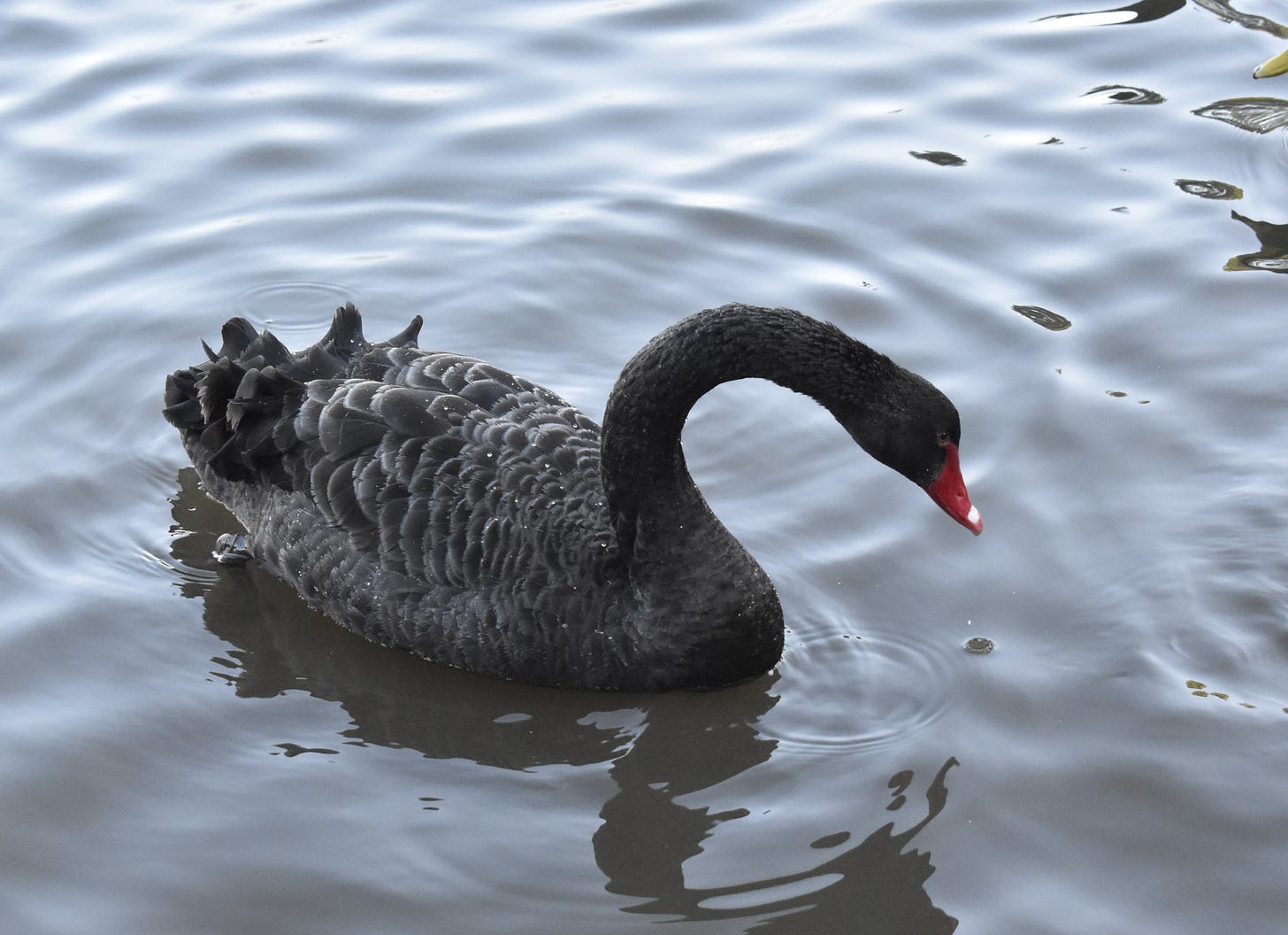 A black swan with a red bill swimming