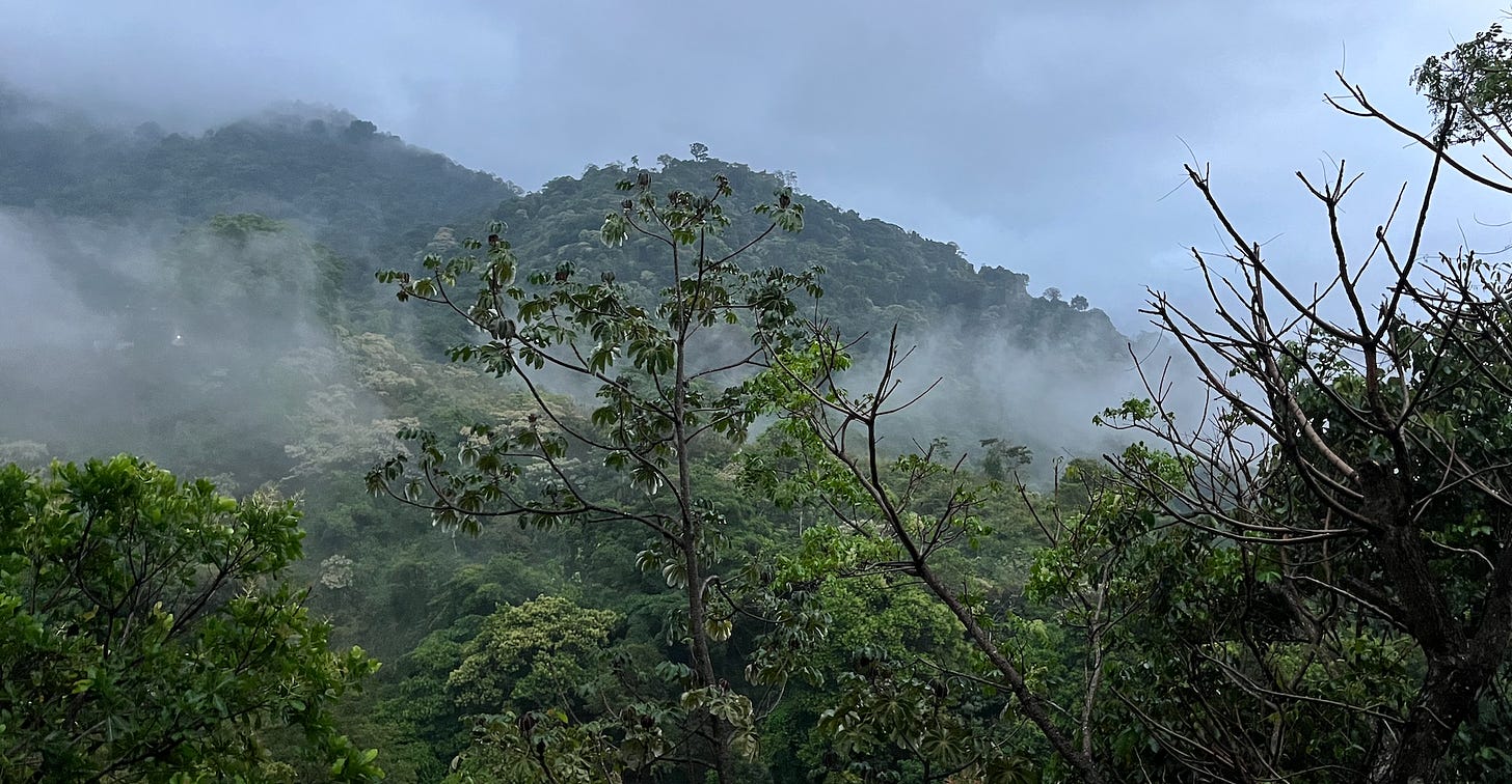 Cloudy rainforest hillside.