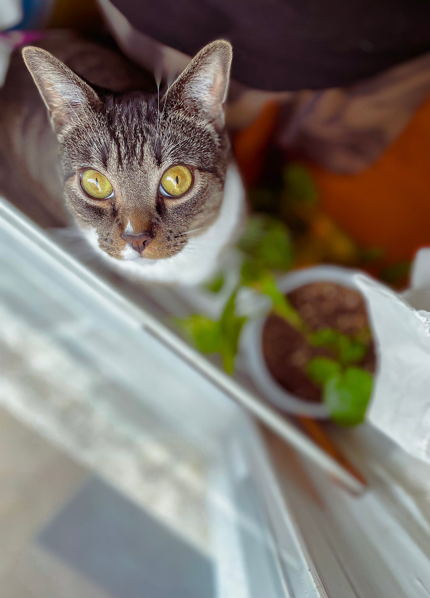 Harry, a grey and white cat, looks up at the camera from his spot on a windowsill next to a potted plant.